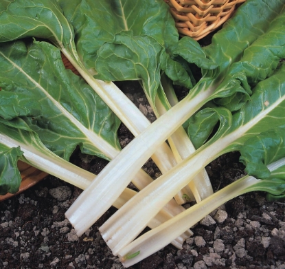 Picture of Organic Swiss Chard